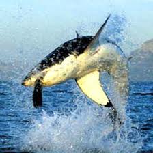 For reference – in this parallel, humans are that seal