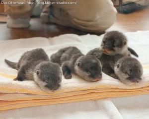 Three out of four baby otters approve of you buying Generation V. And the fourth was too busy snoozing adorably to approve it.