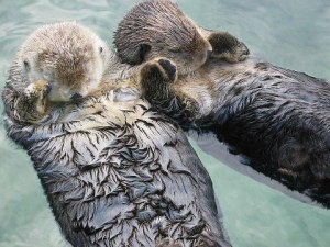 Sleeping sea otters holding hands think that you should buy a copy of Generation V! Are you going to tell those sleeping sea otters holding hands that they are wrong?