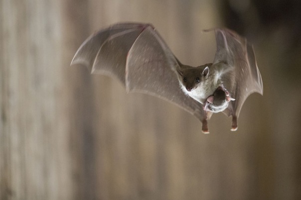 Choosy bat mothers choose Generation V for their adorable clinging bat babies!