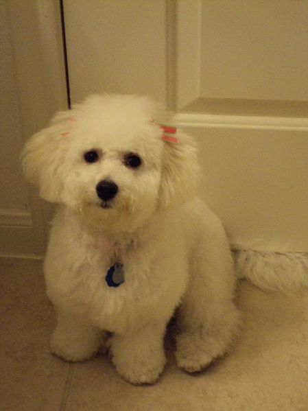 This is one of my reference photos from when I was writing Iron Night. Look at that adorable little Bichon Frise – it wants you to buy a copy of Generation V