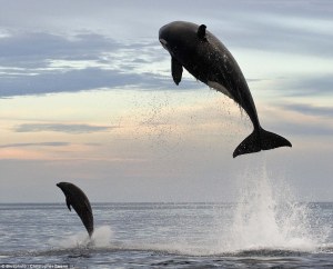 Cute picture, right? Well that orca EATS the porpoise!