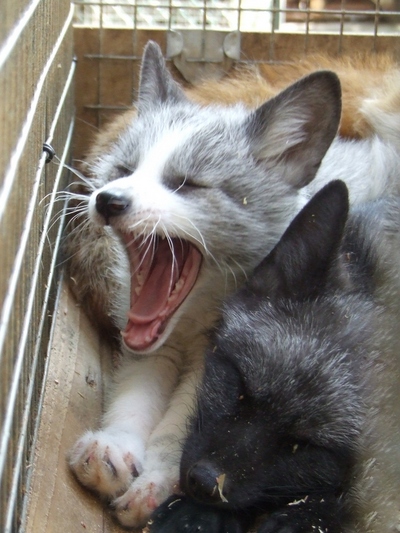 Yawning baby fox entreats you to purchase Generation V!