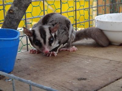 Sometimes you see something and you're like, "HOW did I not know about this thing before?" I hope that this list (like whatever the hell this critter is) shows you something that you hadn't known was out there, or hadn't tried yet.