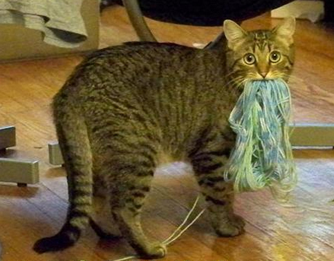 I am ML Brennan and I stand by this picture decision. Just as that cat likely stood by his yarn consumption.