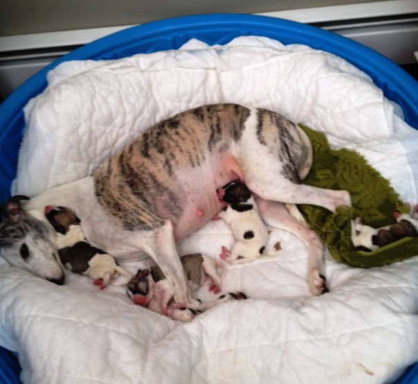 Scalzi is having breakfast, Asaro is snuggled in Jessie's front paws, and I'm honestly still having trouble telling Tepper and Brin apart, but they're the puppies bookending everything.