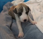 This is Asaro. Her coloring is a bit lighter than Tepper’s. She’s easy to pick out when you’re looking at the litter from above, since she has a white diamond on her butt.