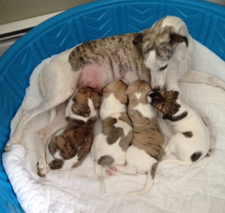 The puppies continue to grow. With their mother as a convenient size reference, observe their terrifying growth rate. There’s starting to be a concern that these puppies are the whippet versions of Babe the Blue Ox. And we all know how that ended – in tragedy and a year’s worth of steak.