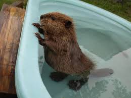 Oh my god, baby beaver in a plastic swimmy tub! Look at its cuteness! Best idea ever!