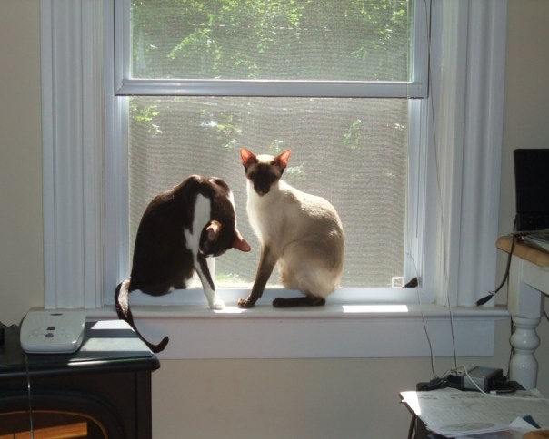 Sasha Tuxie in window