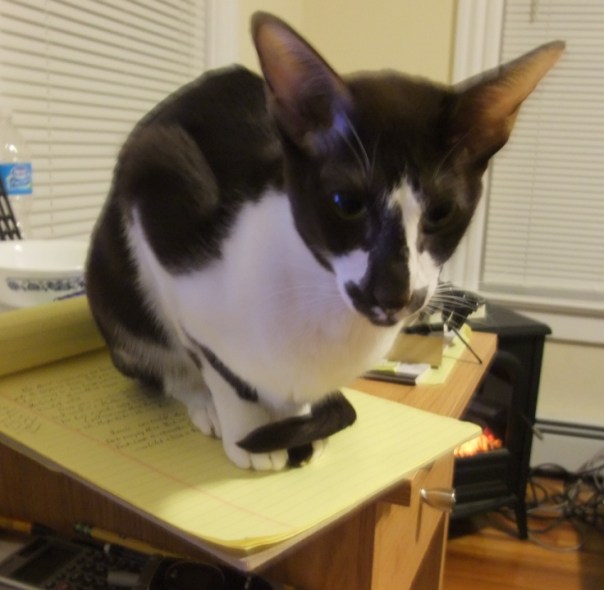 Tuxie helping writing